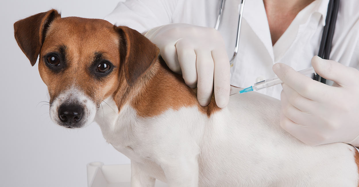 pet vaccination