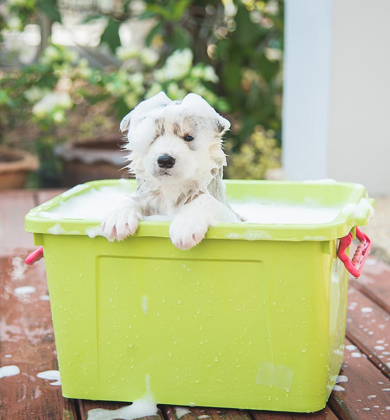 puppy taking a bath