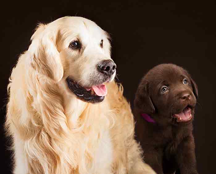 chocolate lab puppy and golden retriever