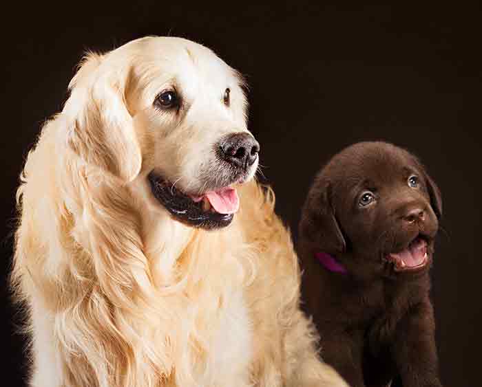 are labrador retrievers the same as golden retrievers