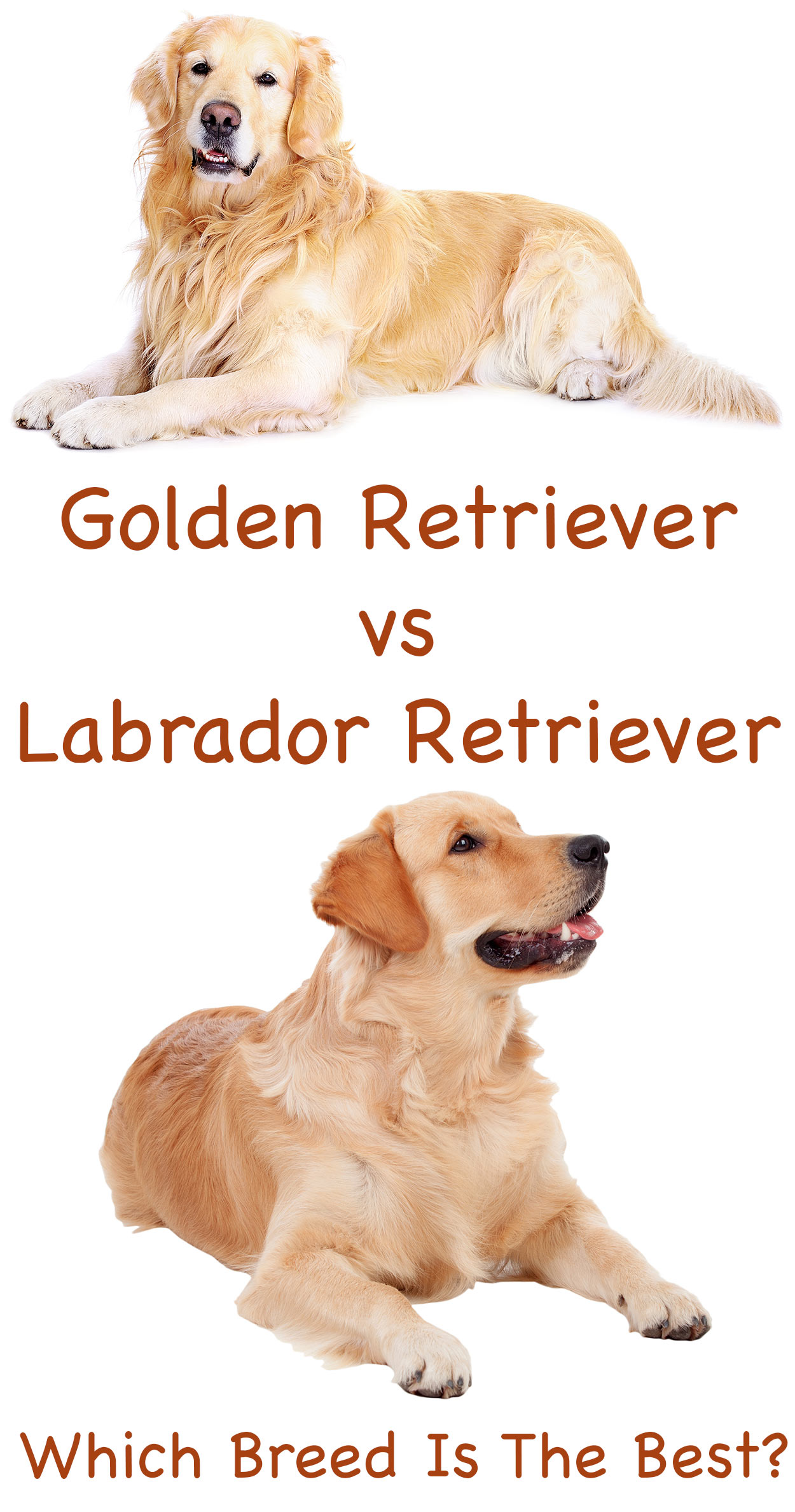 Which dog is best lab or golden retriever