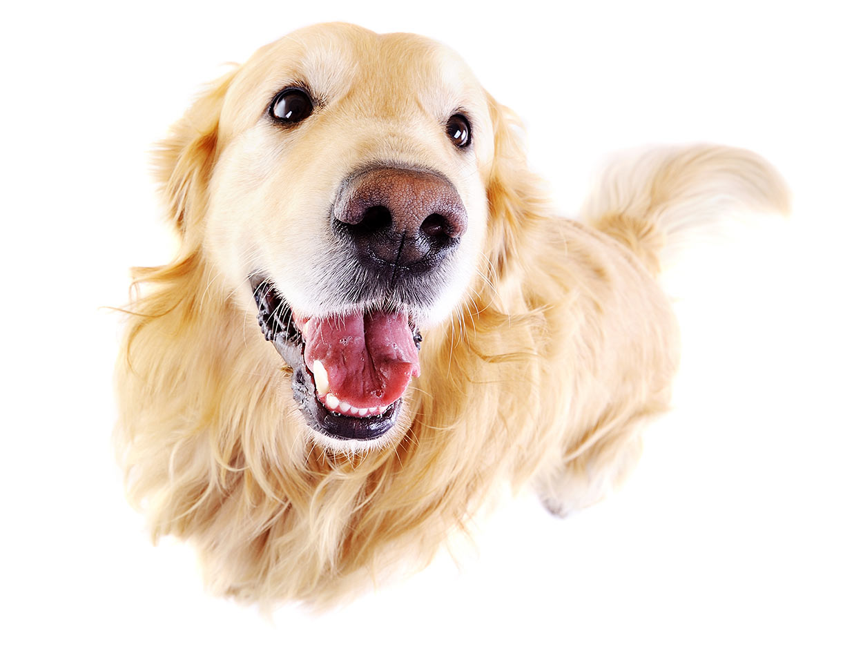 Labrador Retriever Vs Golden Retriever Which Breed Is Best