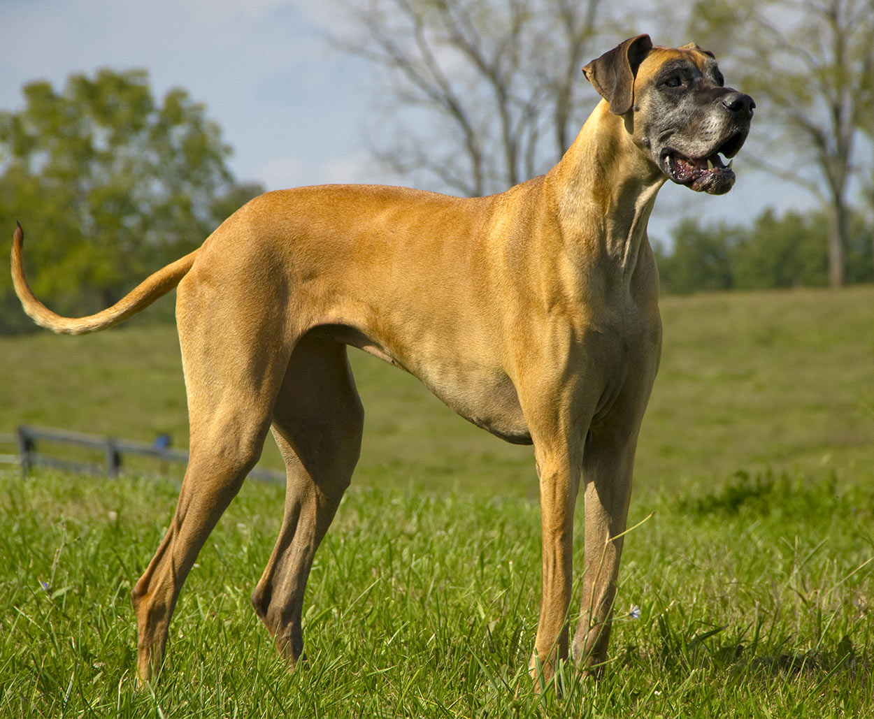 Great Dane Runt Growth Chart