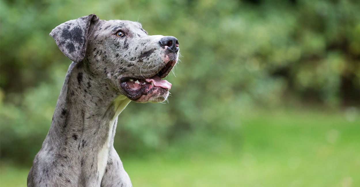 great dane adult weight