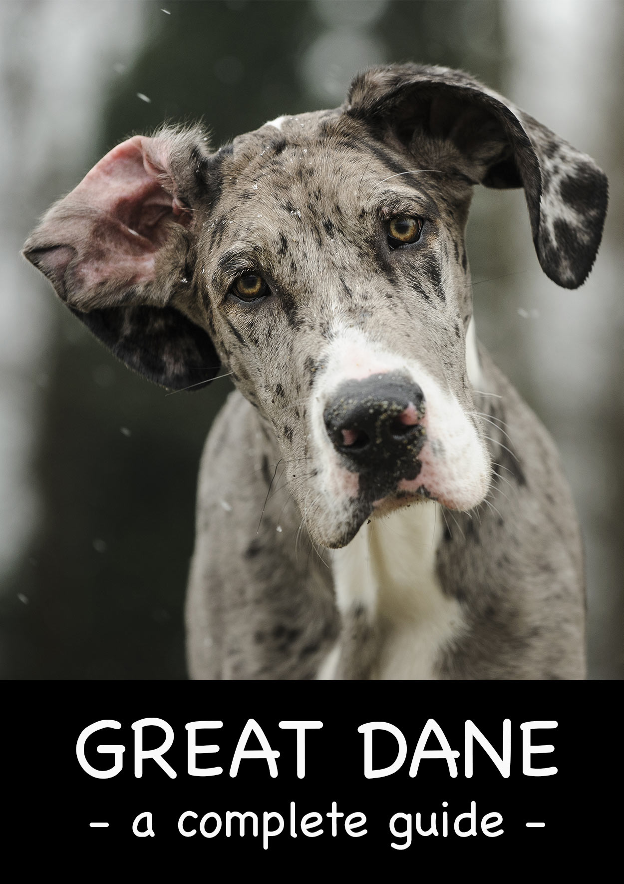 great dane care guide