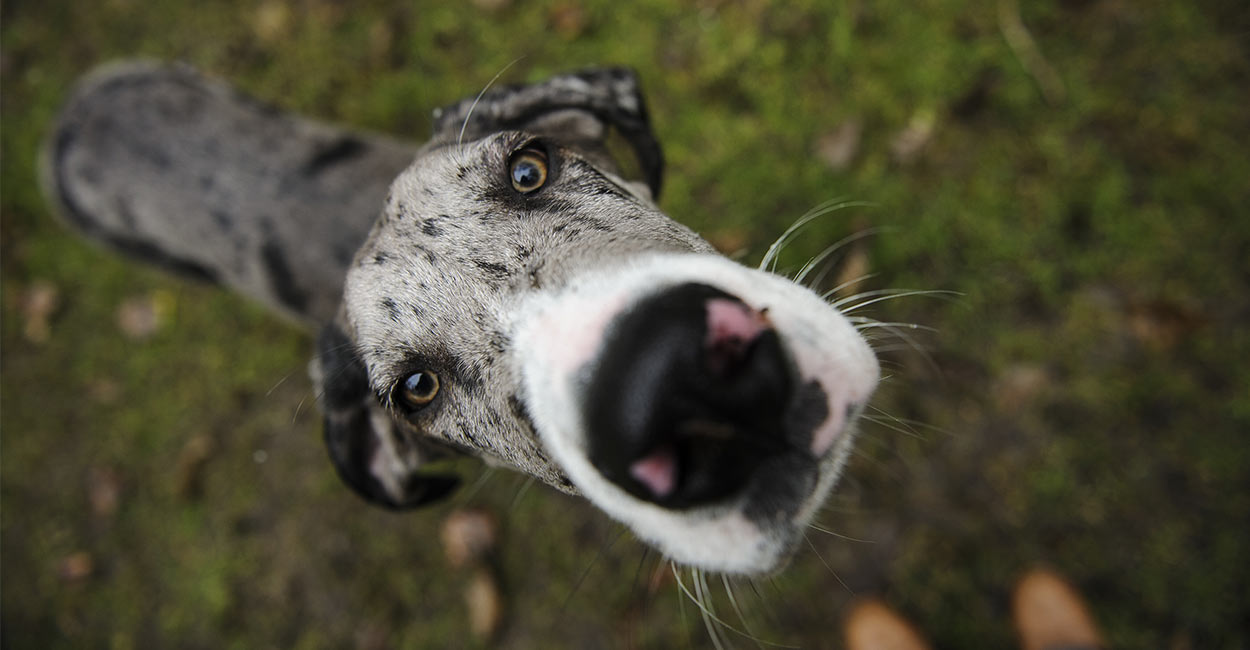 chocolate brindle great dane