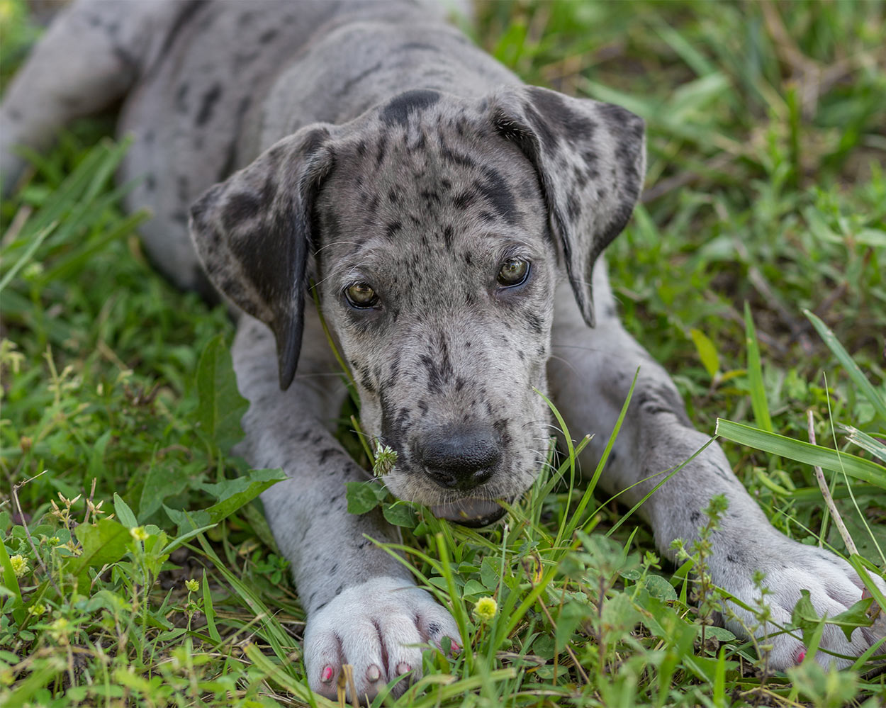 55+ Brown Great Dane With Black Spots