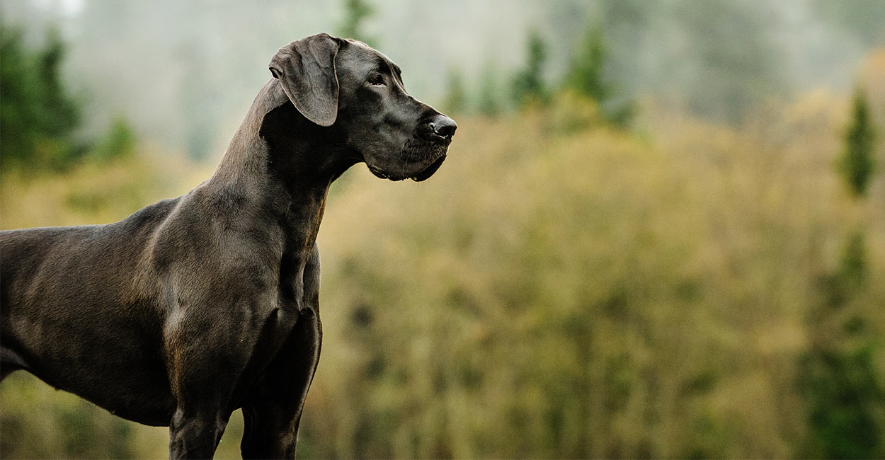 Female Great Dane Weight Chart