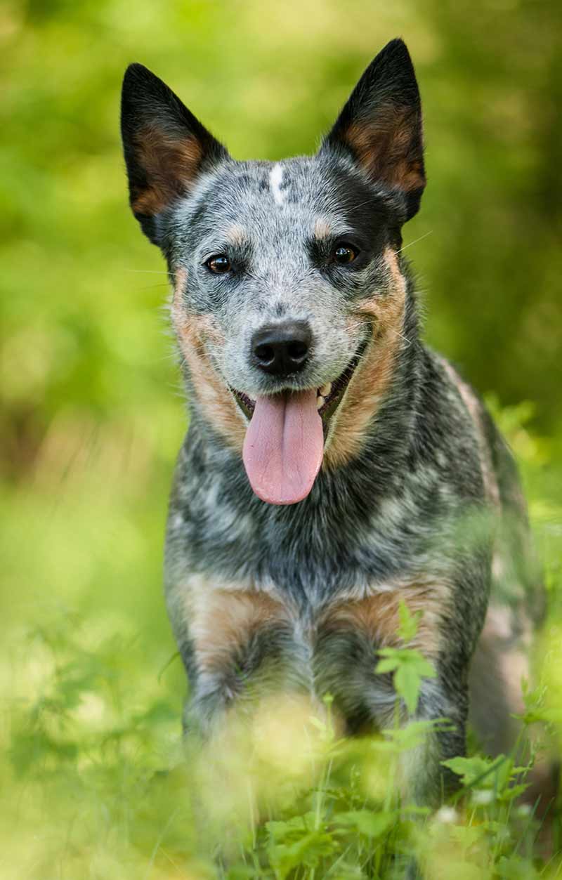 cow shepherd dog