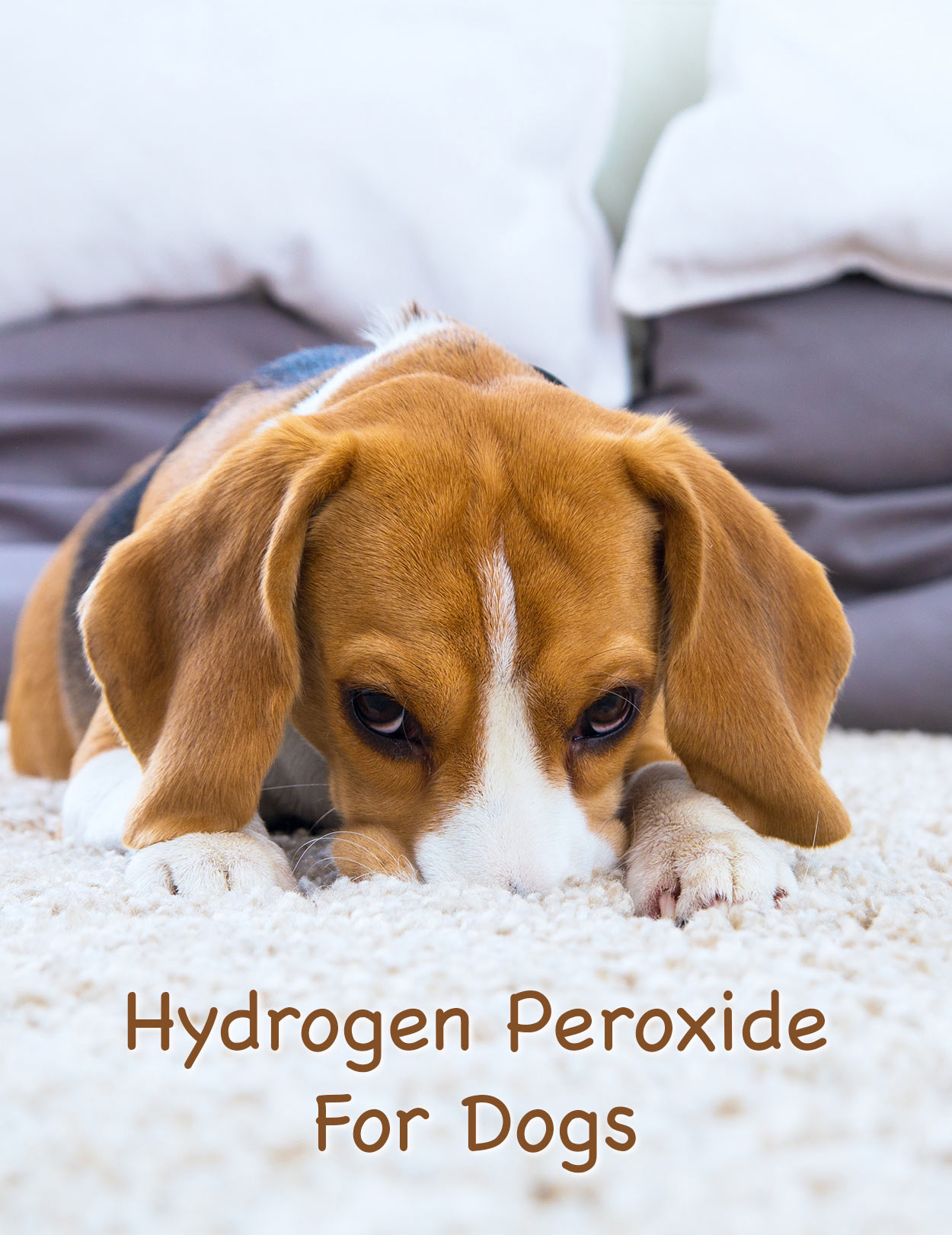 can i use diluted peroxide to clean my dogs muzzle