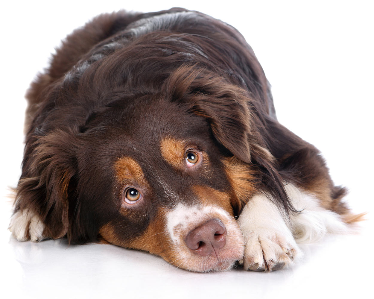 hydrogen peroxide for dogs