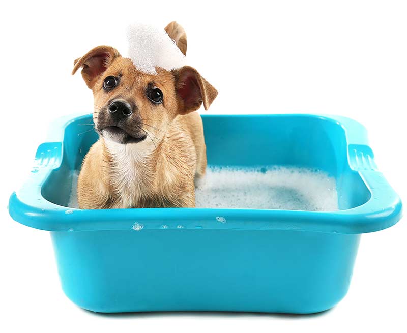 puppy bath in a washing up bowl