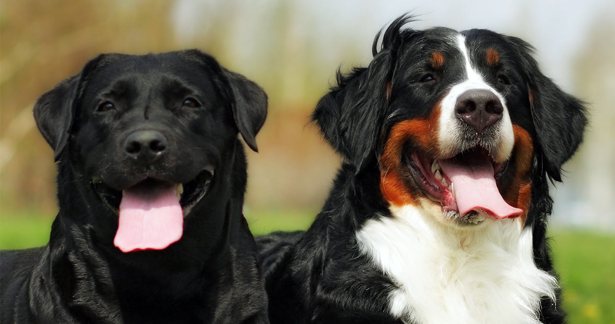 Labernese Information Center: The Bernese Mountain Dog Lab Mix Breed