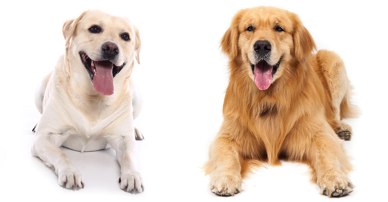 Labrador Retriever vs Golden Retriever 