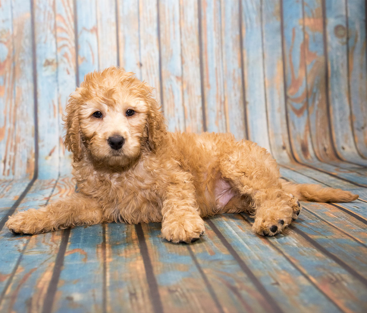 keel toys labradoodle