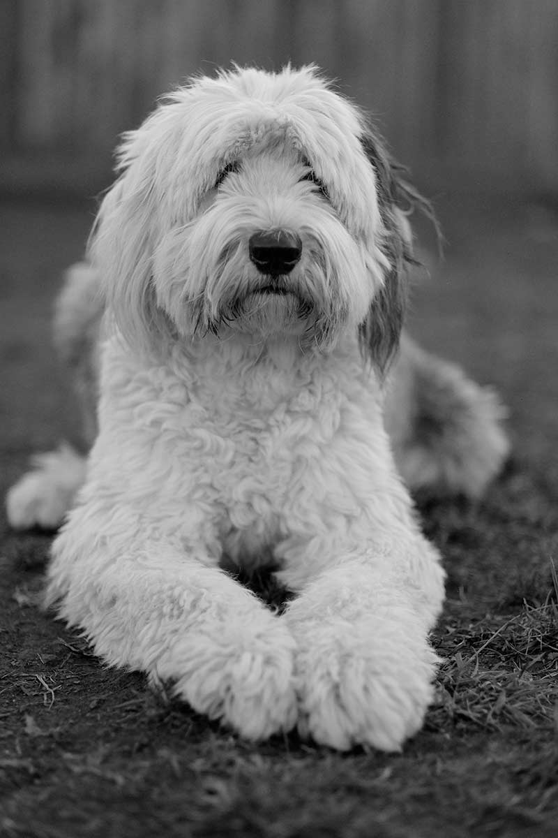 big white sheep herding dog