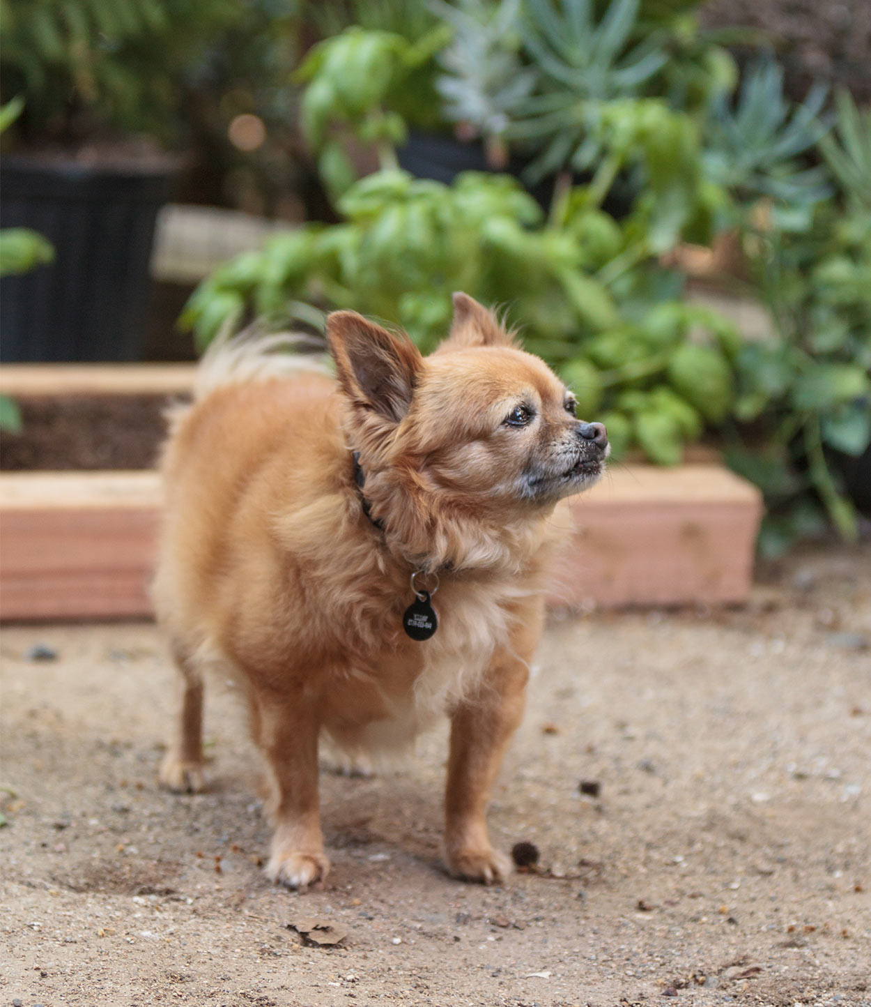 pom chihuahua