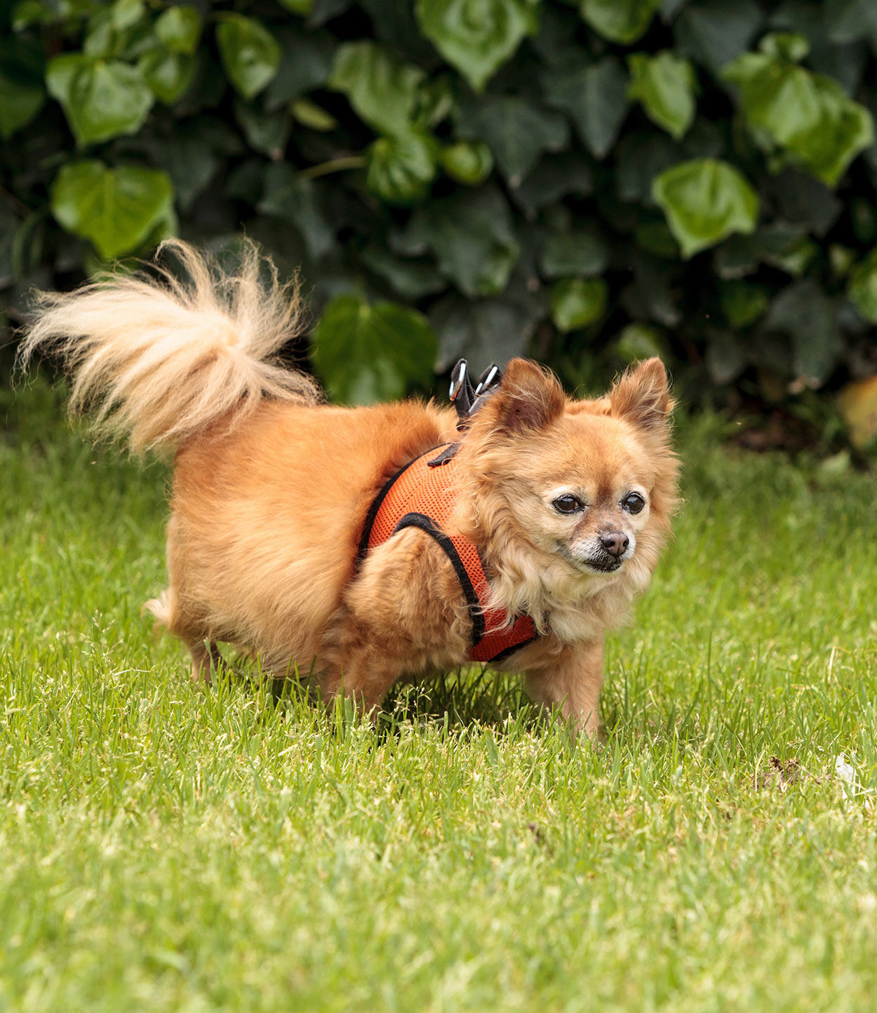 Pomchi Weight Chart