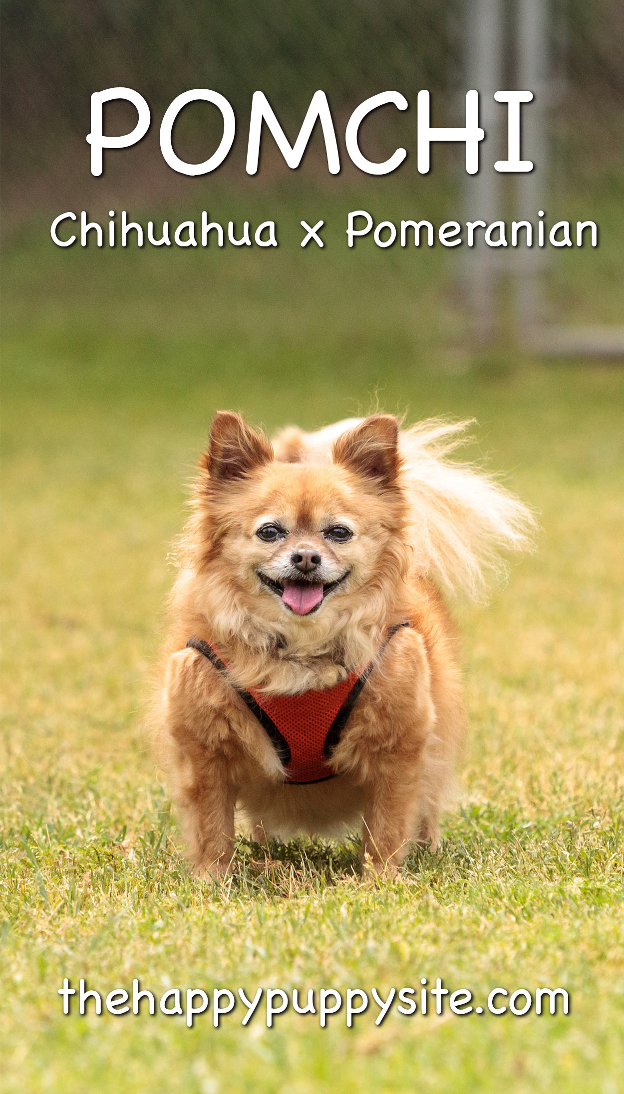 Long haired chihuahua cross 2024 pomeranian