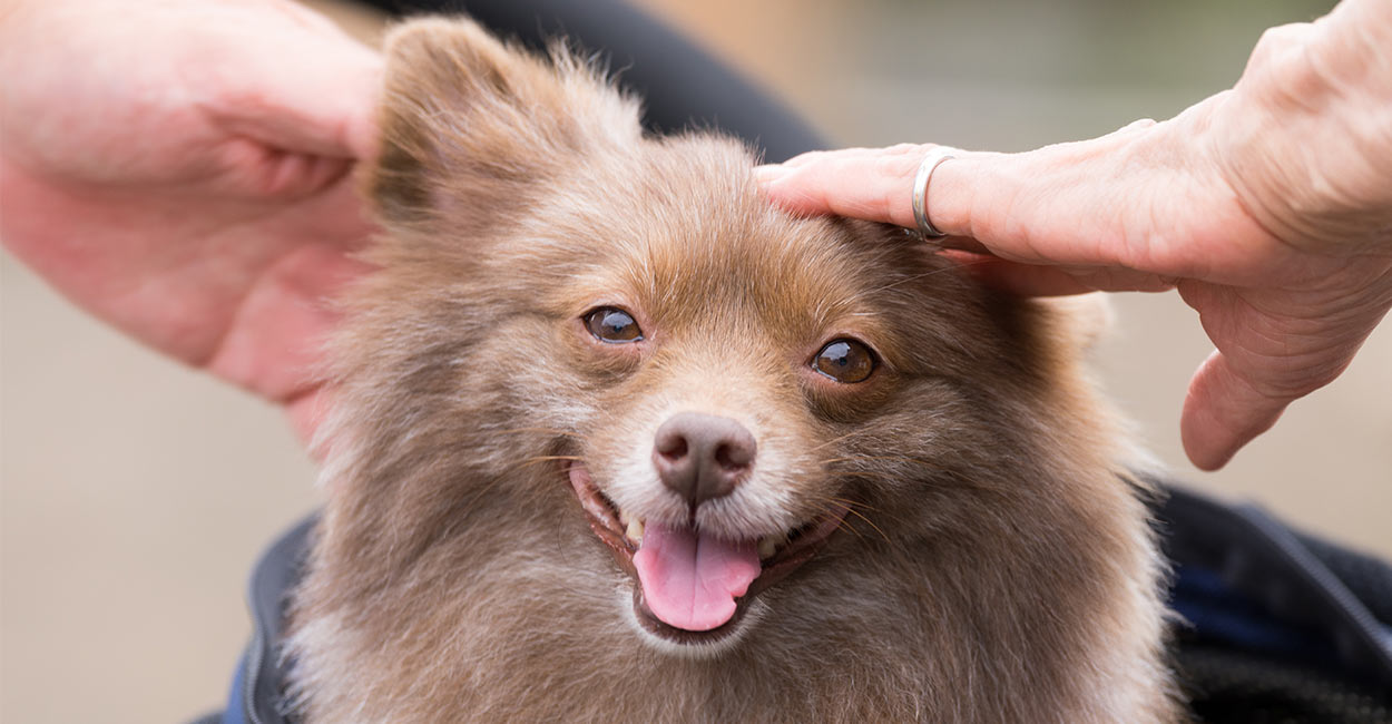 black chihuahua pomeranian mix