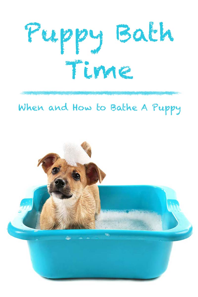 Puppy bath time - When and how to bathe a puppy.