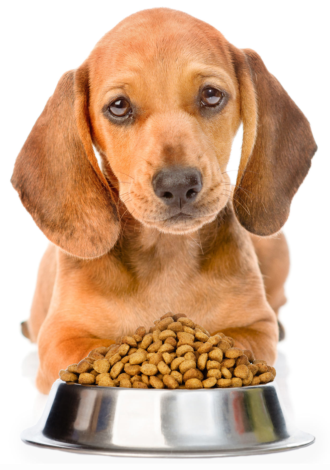 most healthy puppy food