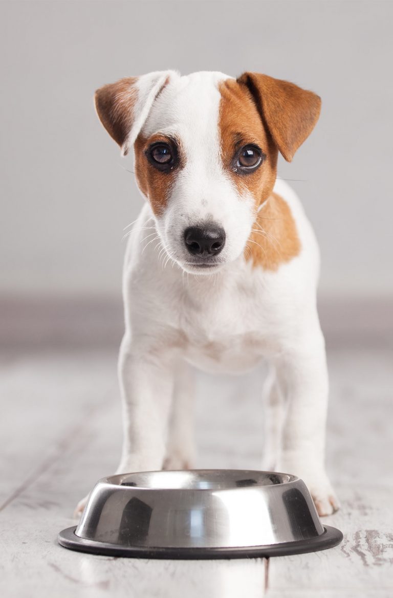 Best Puppy Food A Guide To Choosing A Good Dog Food For Your Pup