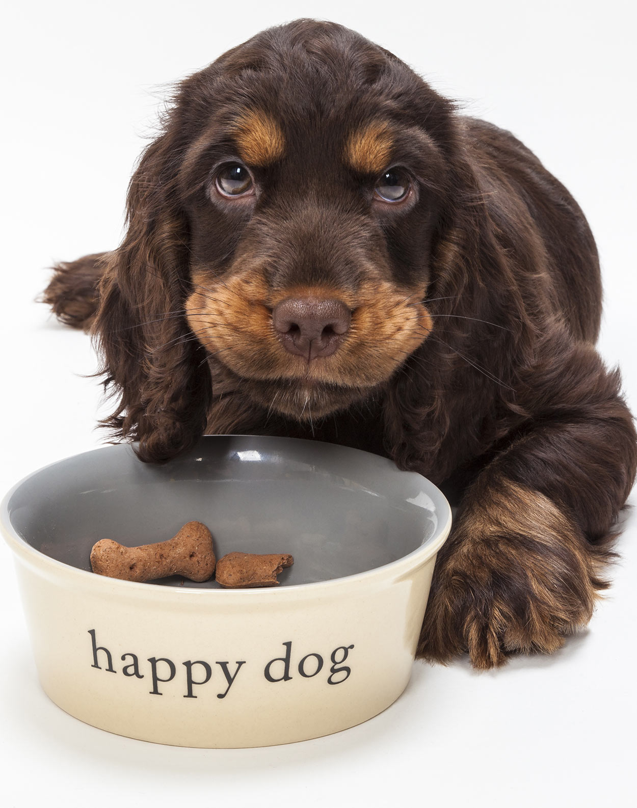 Best Puppy Food - A Guide To Choosing A Good Dog Food For Your Pup