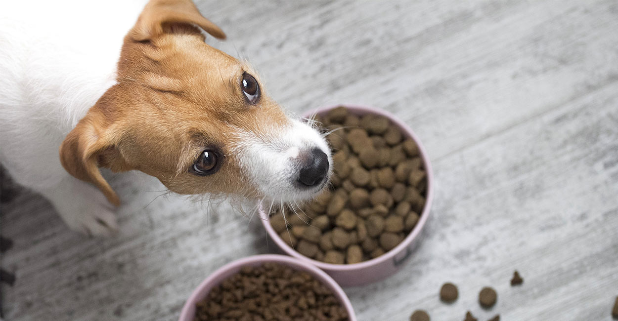 when to feed puppies dry dog food