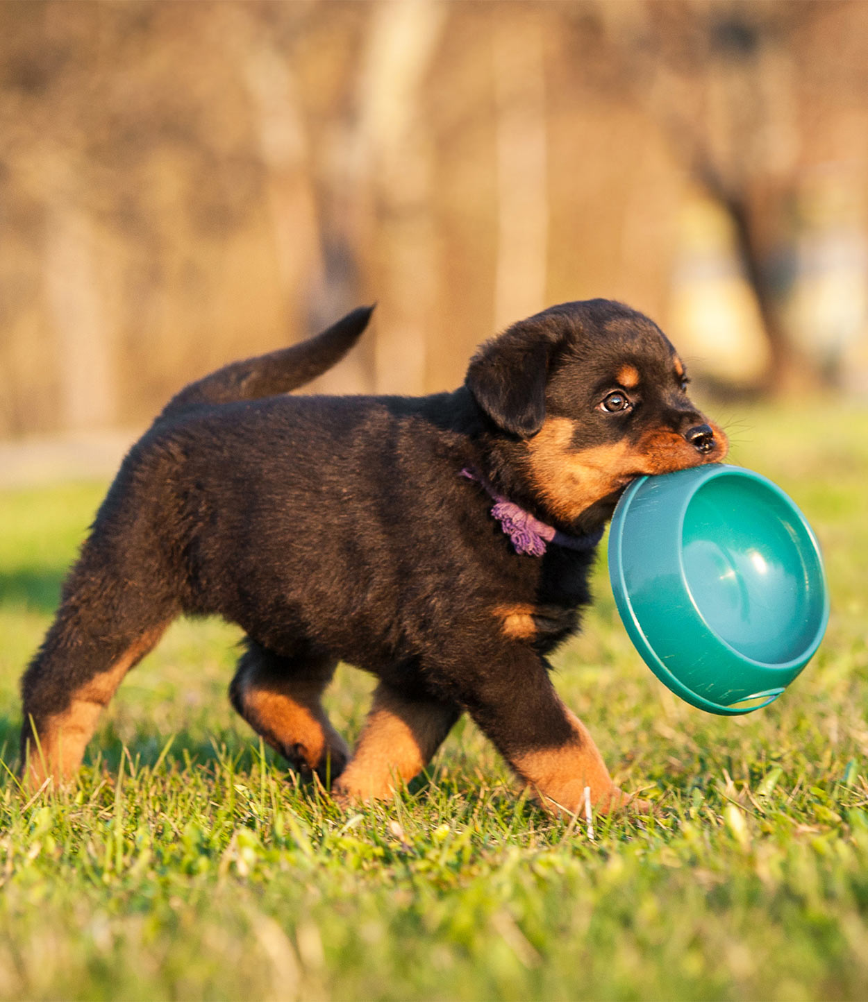 beste puppyvoeding