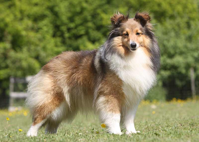 large breed herding dogs