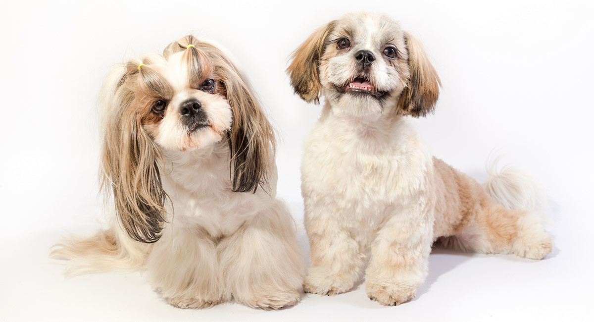 beauty's tiny shih tzu