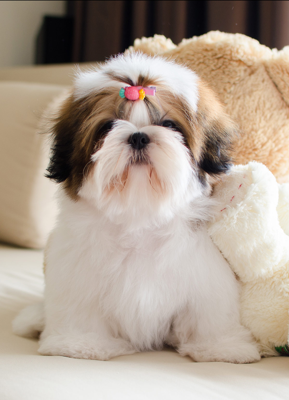 cute shih tzu