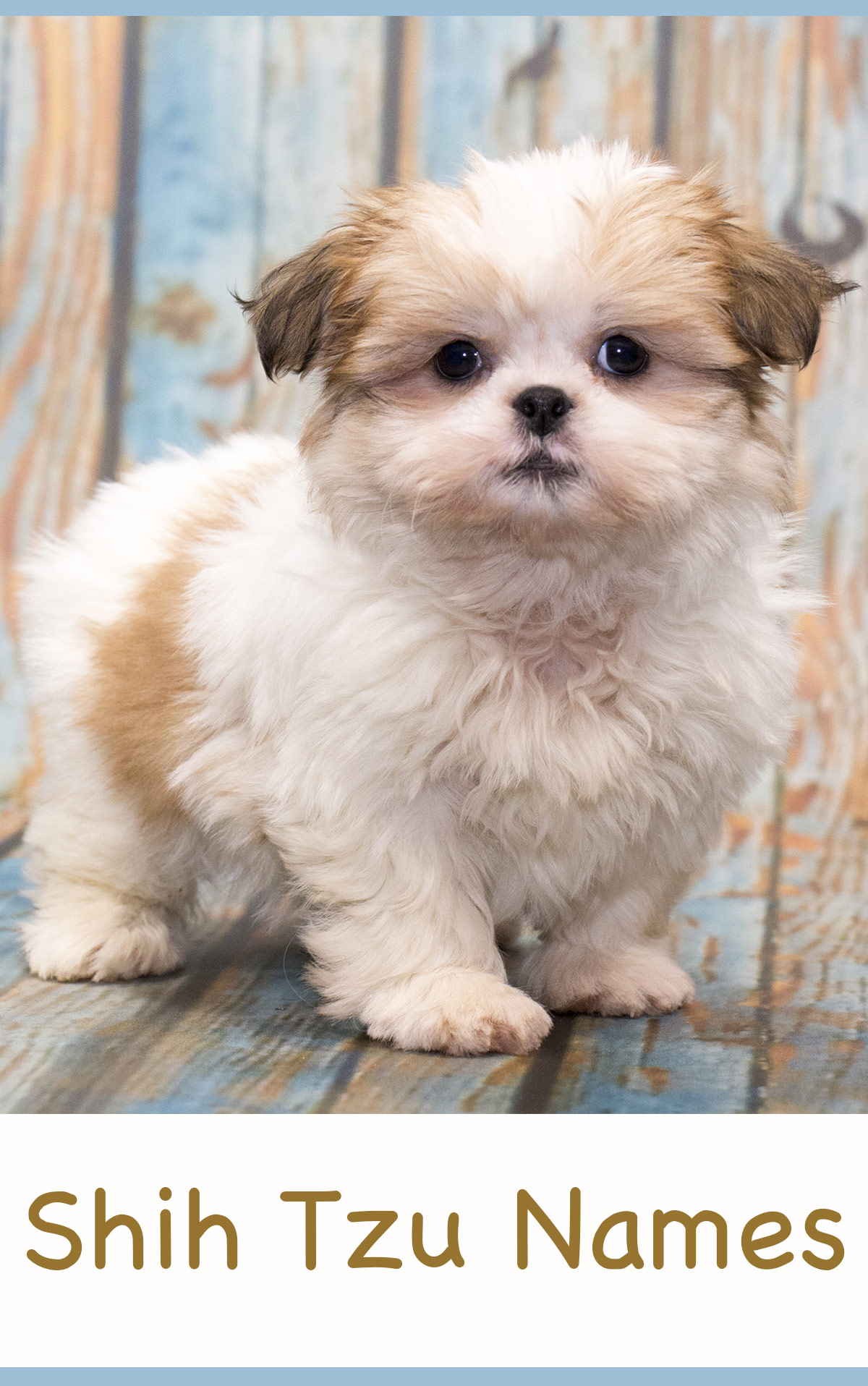 white shih tzu