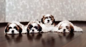 Shih Tzu Names - Adorable To Awesome Ideas For Naming Your Puppy