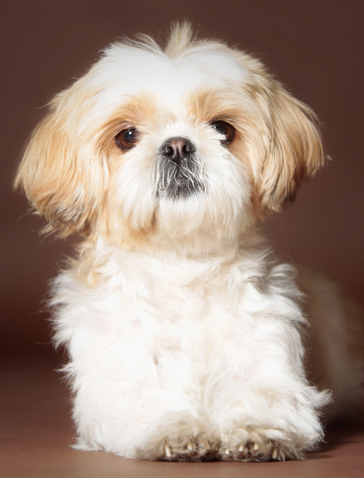 gold white shih tzu