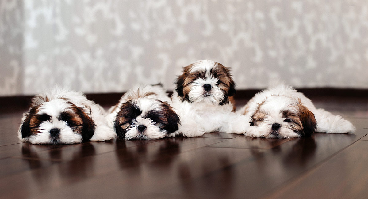 susan running shih tzu