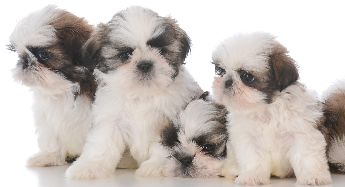 top shih tzu names