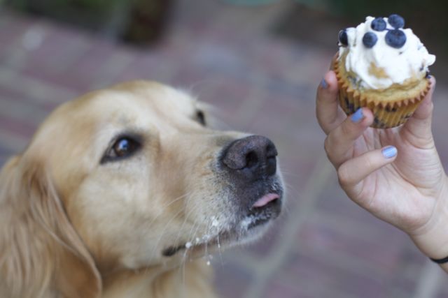 Dog Cupcake Recipes From Super Simple To Uniquely Fabulous