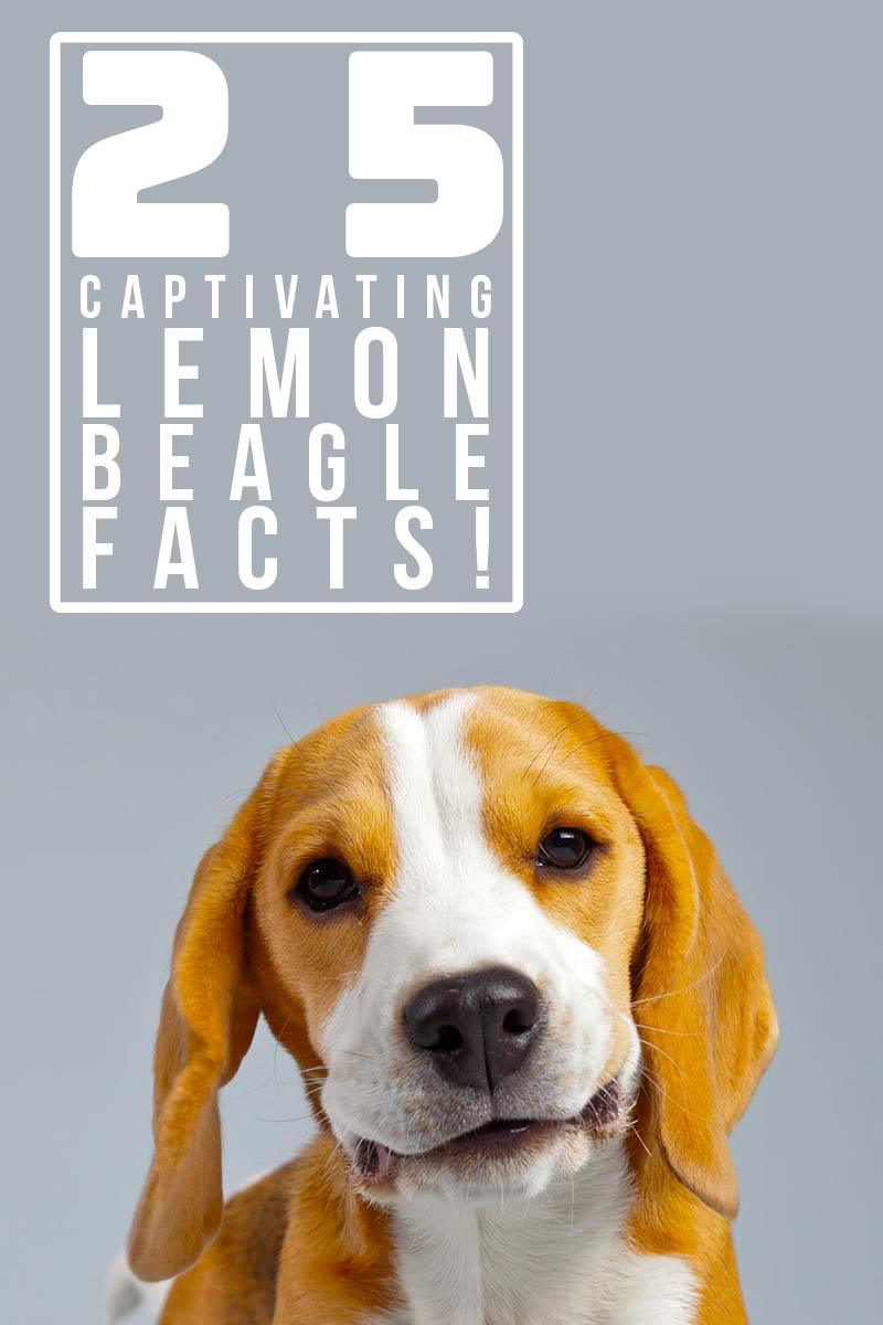 25 captivating Lemon Beagle facts! - Interesting facts about dogs.