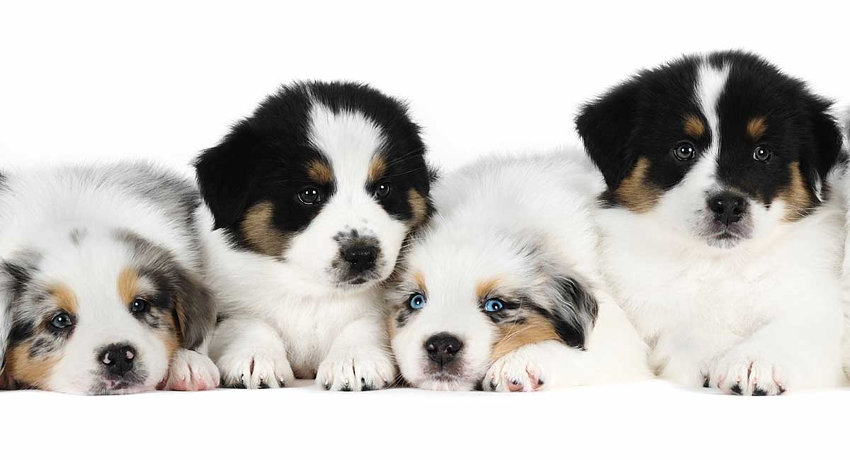 7 week old australian shepherd puppy