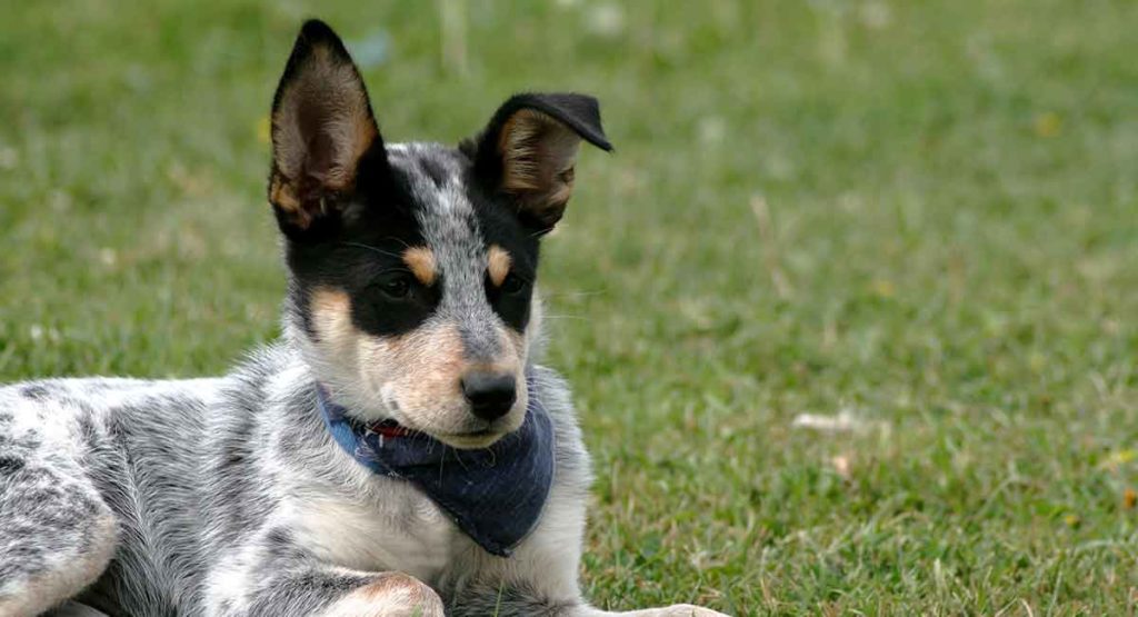 blue heeler puppy with one pointy ear