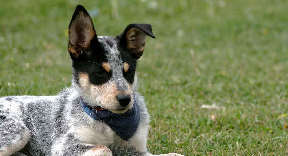 american blue heeler