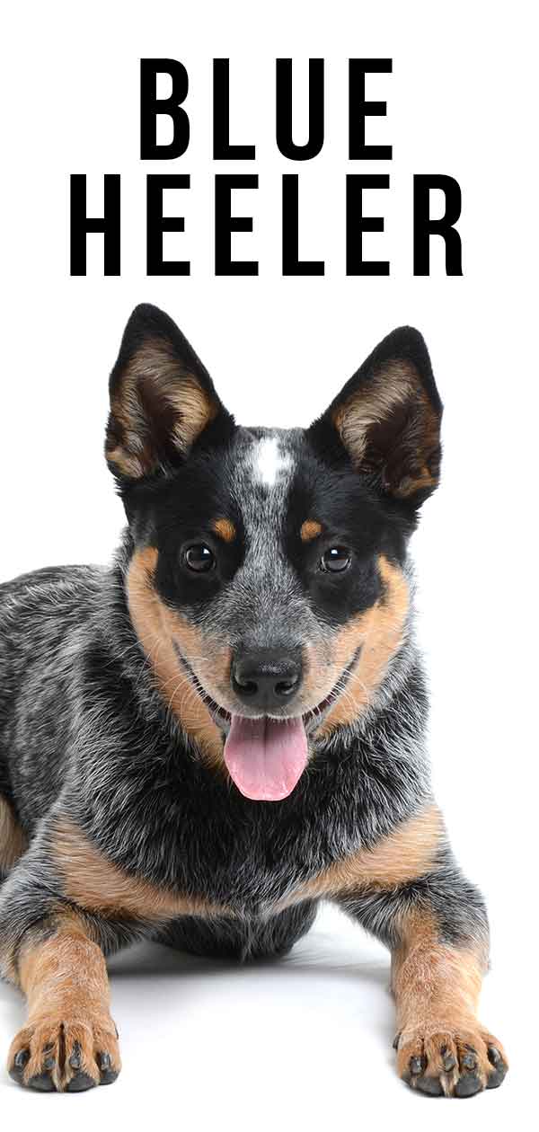 Australian Cattle Dog Color Chart