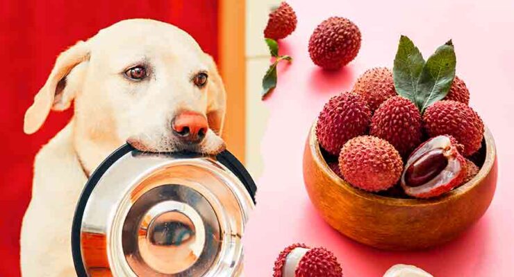 Can Dogs Eat Lychee? Lychee Skin, Seeds, And Fruit For Dogs