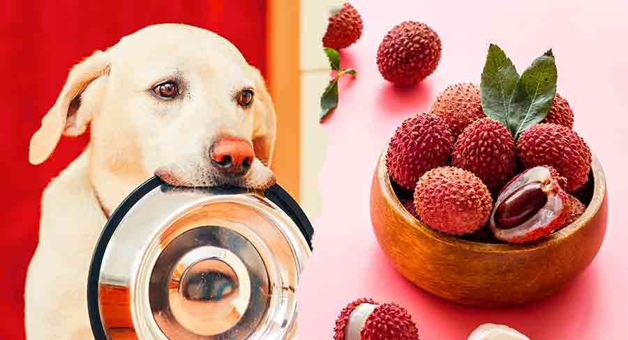 what fruit can a dog eat