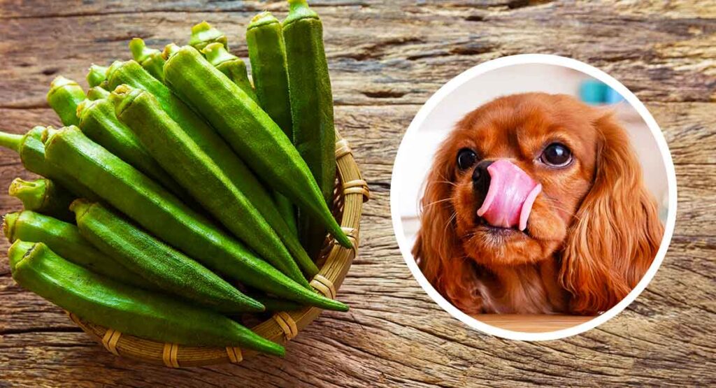 Can Dogs Eat Okra A Complete Guide To Okra For Dogs