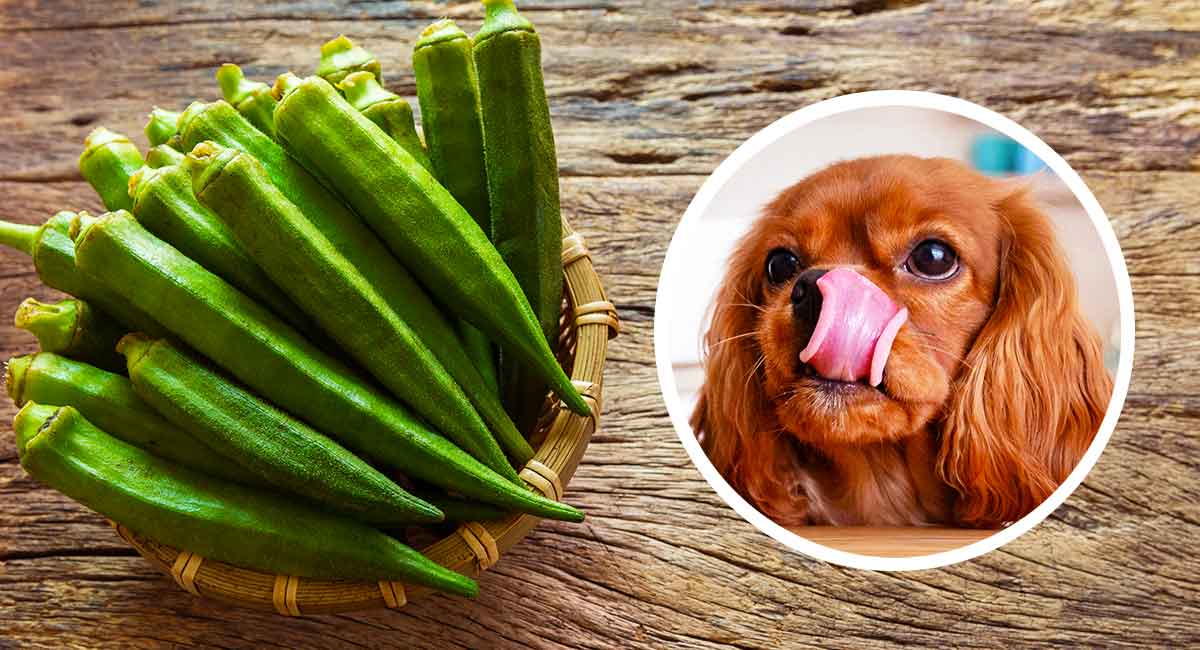 can dogs eat okra