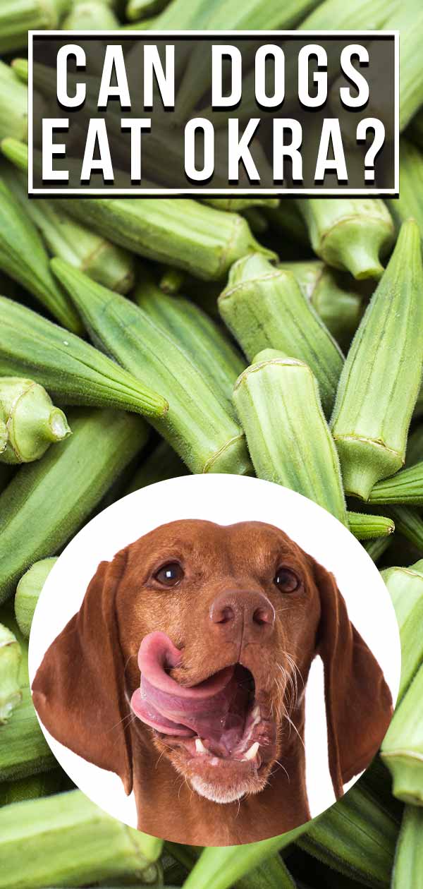 can dogs eat okra
