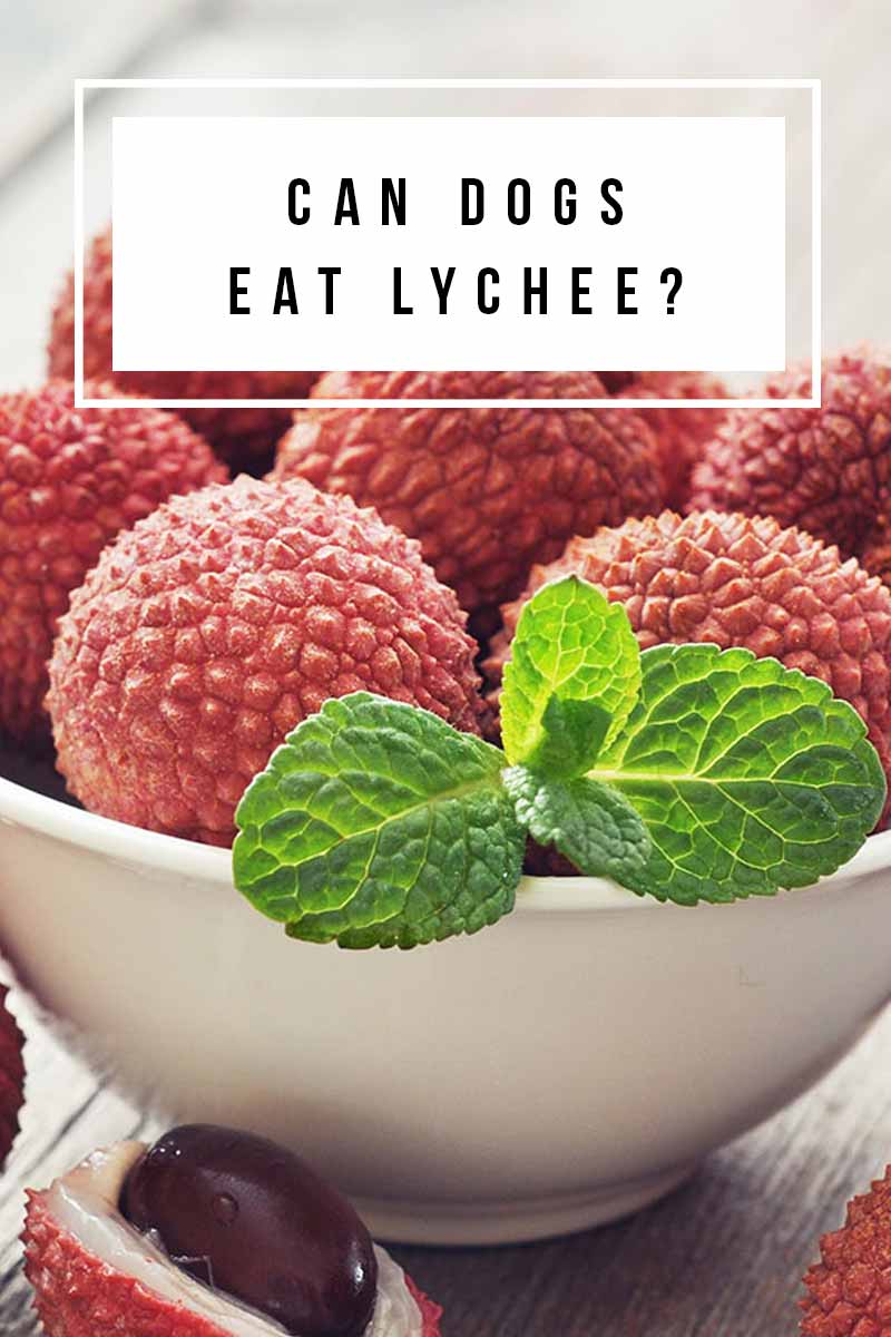 Can Dogs Eat Lychee? Lychee Skin, Seeds, And Fruit For Dogs